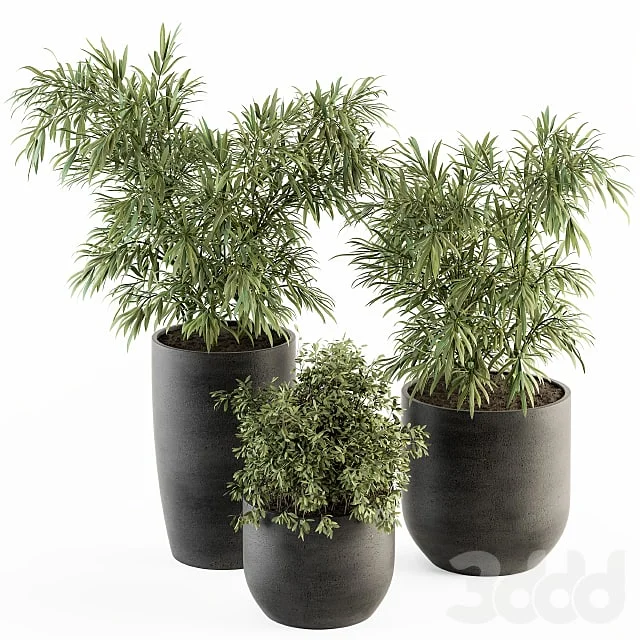 indoor Plant Set 253 - Plants Set in pot